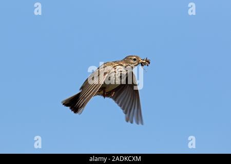 Meadow pipit (Anthus pratensis) con preda di insetti nel becco battenti contro il cielo blu Foto Stock