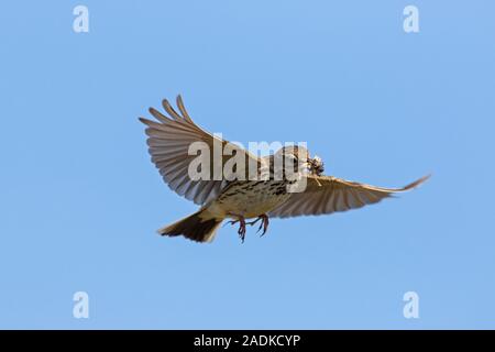 Meadow pipit (Anthus pratensis) con preda di insetti nel becco battenti contro il cielo blu Foto Stock