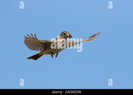 Meadow pipit (Anthus pratensis) con preda di insetti nel becco battenti contro il cielo blu Foto Stock