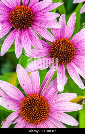 Tre fiori viola coneflower Echinacea Magnus Foto Stock