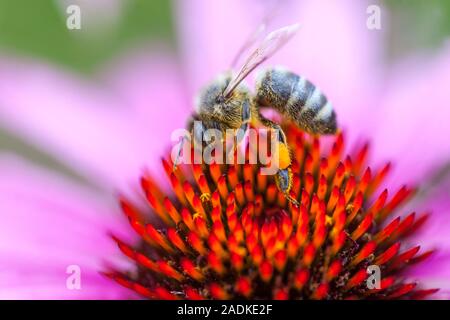 European Honey Bee sul nettare di alimentazione dei fiori Coneflower Close Up sacco di polline Echinacea ape Cone Closeup bee su cono di coneflower Foto Stock