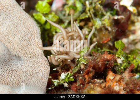 Phyllodesmium briareum Foto Stock