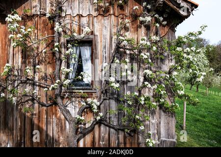 A small window on a bee house with a Williams pear tree growing in front of it. This tree is in full bloom. Foto Stock