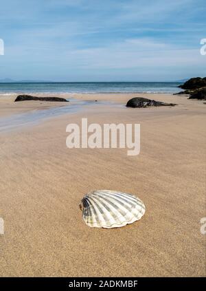 Scaloppina isolato guscio sulle sabbie della spiaggia Balnahard, Isola di Colonsay nelle Ebridi Interne, Scozia Foto Stock