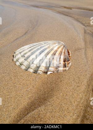 La metà di una grande smerlo shell (Pecten maximus) sulla spiaggia sabbiosa, Scotland, Regno Unito Foto Stock