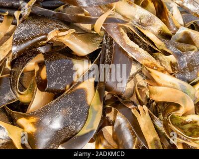 Tangled Dead sea kelp (Laminaria ochroleuca) alghe fronde lavato fino sulla spiaggia scozzese, REGNO UNITO Foto Stock