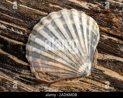 La metà di una grande smerlo shell (Pecten maximus) giacente sulla sabbia a grana di legno del vecchio driftwood, Scotland, Regno Unito Foto Stock