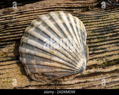 La metà di una grande smerlo shell (Pecten maximus) giacente sulla sabbia a grana di legno del vecchio driftwood, Scotland, Regno Unito Foto Stock