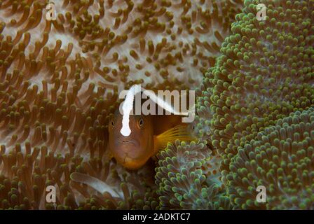 Orange Anemonefish Amphiprion sandaracinos Foto Stock