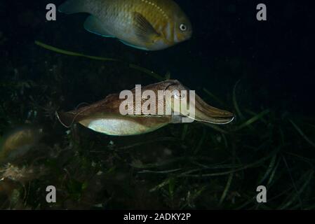 Australian gigante Seppie Sepia apama Foto Stock