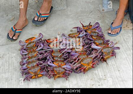 I pescatori vendono le loro catture di granchi di mare su Playas spiaggia vicino a Guayaquil, Ecuador Foto Stock