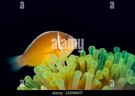 Il Pink Anemonefish Amphiprion perideraion è un "generalista" specie che possono abitare più anemoni di mare. Foto Stock