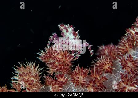 Granchio di Corallo morbido (Hoplofrys oatesii) Foto Stock