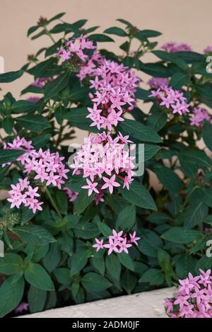 Fiori di colore rosa di Pentas lanceolata piante in un giardino Foto Stock