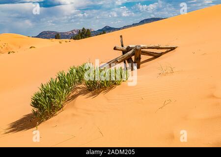 Parzialmente sepolti split cancellata in Coral Pink Sand Dunes State Park vicino a Kanab, Utah Foto Stock