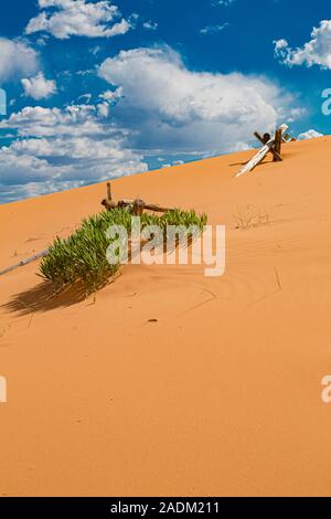 Parzialmente sepolti split cancellata in Coral Pink Sand Dunes State Park vicino a Kanab, Utah Foto Stock