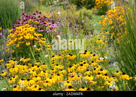 Rudbeckia fulgida Goldsturm Susan Rudbeckias e Echinacea dagli occhi neri Foto Stock