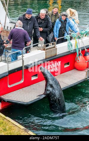 Un porto di tenuta o guarnizione comune, Phoca vitulina, mendicando per i pesci da una fauna tour in barca nel porto di Lerwick. Foto Stock