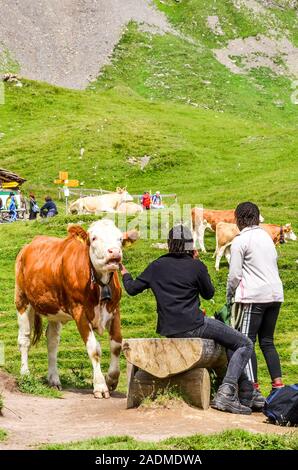 Grindelwald, Svizzera - Agosto 16, 2019: americano africano persone toccando e alimentando le mucche sui prati verdi nelle Alpi Svizzere. Bestiame intorno all'Alpine sentieri escursionistici è una attrazione turistica. Foto Stock