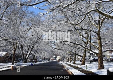 Luce neve scolpisce il vuoto di rami di una fila di alberi di sicomoro nella periferia cittadina di Ponte Vecchio, New Jersey Foto Stock