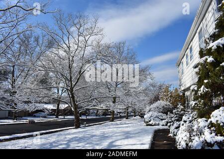 Luce neve scolpisce il vuoto di rami di una fila di alberi di sicomoro nella periferia cittadina di Ponte Vecchio, New Jersey Foto Stock