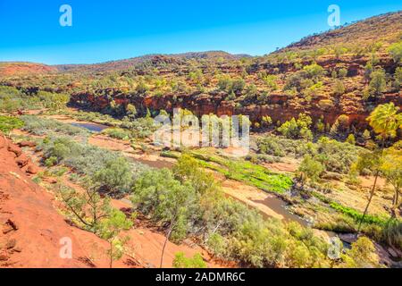 Vedute aeree di antica foresta di cavolo rosso Palm nel cuore di Palm Valley lungo Arankaia a piedi. Finke Gorge National Park nel Territorio del Nord Foto Stock