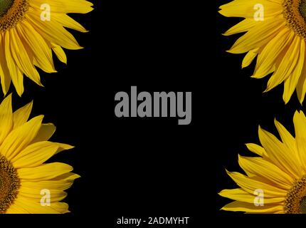 Parte di girasoli, isolati sulla superficie nera. Foto Stock