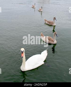 Un cigno famiglia si muove attraverso l'acqua in una singola linea di file che costituisce una gradevole curva dalla parte inferiore alla parte superiore del ritratto fotografico di stile. Foto Stock