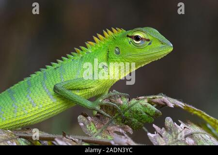 Verde bosco Lizard (Calotes calotes) Foto Stock