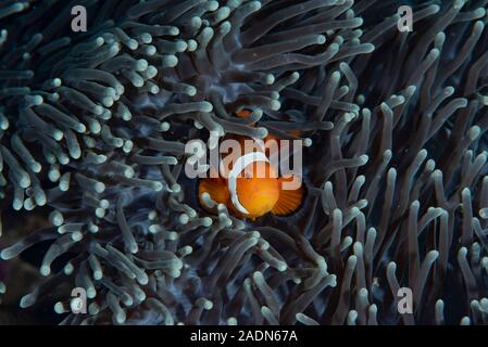 Magnifica anemone marittimo Heteractis magnifica,Western Anemonefish Amphiprion ocellaris Foto Stock