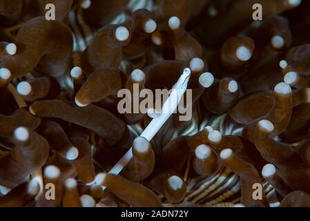 Fungo Pipefish Corallo Siokunichthys nigrolineatus Foto Stock