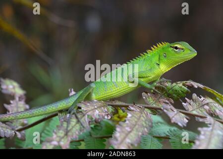Verde bosco Lizard (Calotes calotes) Foto Stock