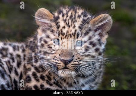 Maschio di Amur leopard cub (12 settimane) Foto Stock