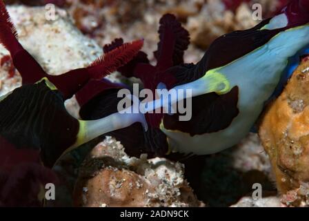 Nembrotha nudibranchi coniugata Foto Stock