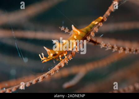 Dragon gamberetti hardingi Miropandalus Foto Stock