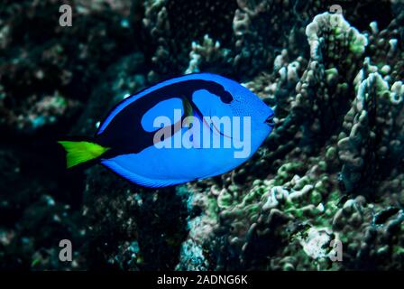 Blue Surgeonfish Paracanthurus hepatus Foto Stock