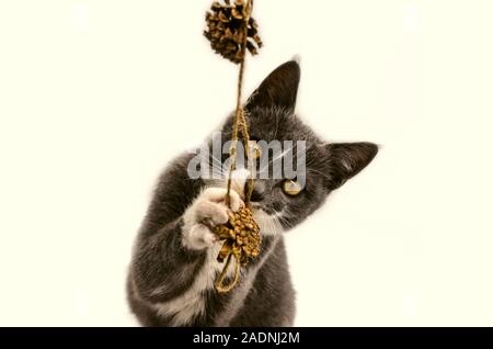 Grigio di un gattino con gli occhi gialli e zampe bianco gioca con pigne appesi ad una fune su sfondo bianco Foto Stock