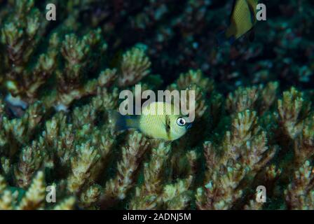 Archetto pieghevole Humbug Dascyllus reticulatus Foto Stock