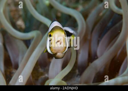 Panda Anemonefish Amphiprion polymnus, con bocca parassita Foto Stock