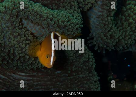 Orange Anemonefish Amphiprion sandaracinos Foto Stock