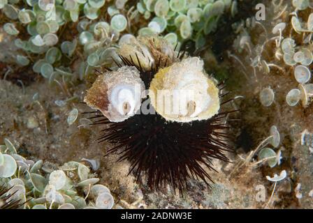 Il nero dei ricci di mare Arbacia lixula Foto Stock