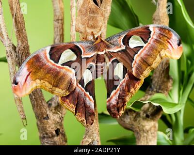 Una macro immagine di un teenager Atlas moth (Attacus atlas) recentemente dal suo bozzolo, seduto su un ramo contro uno sfondo verde. Foto Stock