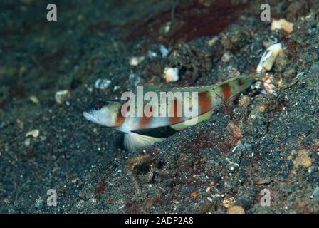 Masked Shrimp-Goby Amblyeleotris gymnocephala Foto Stock