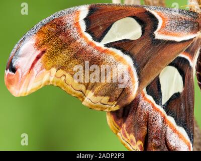 Una macro immagine dell'ala di un bambino Atlas moth (Attacus atlas) recentemente dal suo bozzolo, seduto su un ramo contro uno sfondo verde. Foto Stock