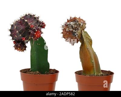 Gymnocalycium mihanovichii, viola cactus con morti cactus piante in vaso isolato su sfondo bianco Foto Stock