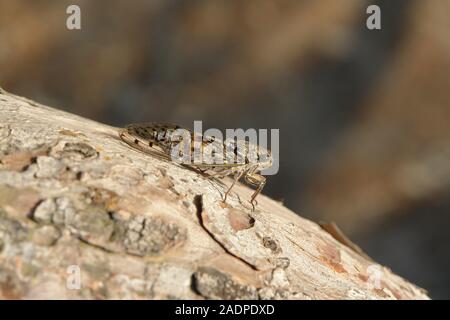 Cicala su un ramo di pino Le Gaou Provence Francia Foto Stock