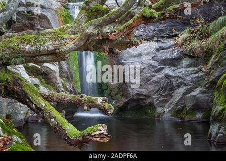 Messa a fuoco selettiva, incorniciato vista con una curva tree di una cascata di montagna a cascata verso il basso la scogliera di roccia ricoperti da muschio verde Foto Stock