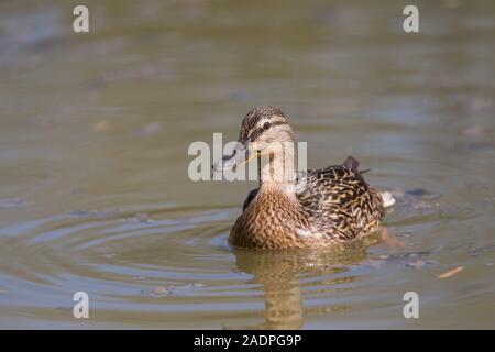 Il Germano Reale, Anas platyrhynchos, singolo femmina adulta del nuoto. Arundel, West Sussex, Regno Unito. Foto Stock