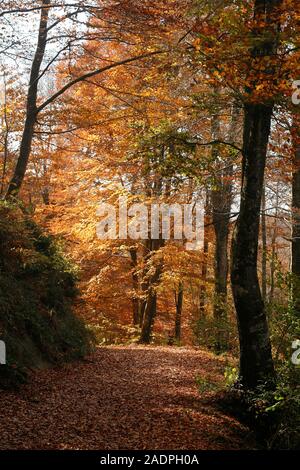 Grevolosa in legno di faggio. Barcellona. La Catalogna. Spagna Foto Stock