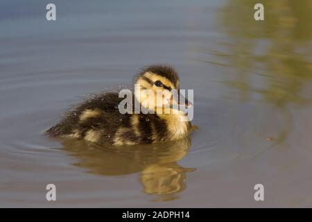 Il Germano Reale, Anas platyrhynchos, Singolo anatroccolo nuoto. Arundel, West Sussex, Regno Unito. Foto Stock